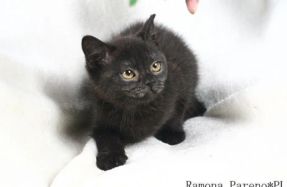 Ramona - czarna kotka brytyjska z rodowodem WCF, , Międzyborów
