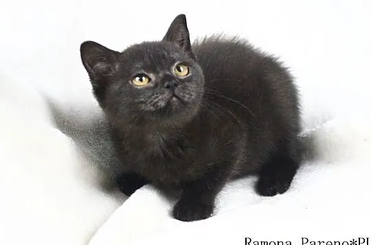 Ramona - czarna kotka brytyjska z rodowodem WCF, Międzyborów