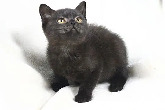 Ramona - czarna kotka brytyjska z rodowodem WCF, Międzyborów