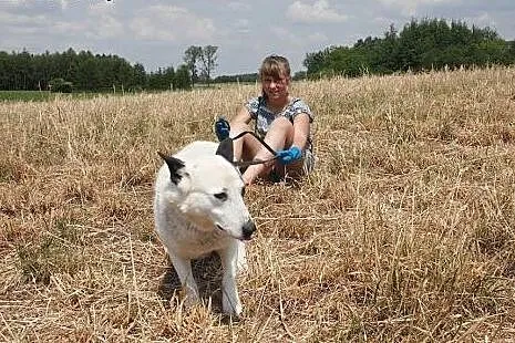 Oreo młody piesek potrzebuje cierpliwego i kochają