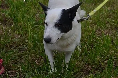 Oreo młody piesek potrzebuje cierpliwego i kochają