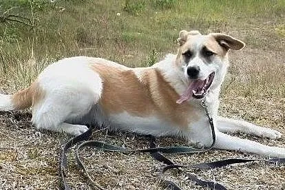 KOLEŚ - moc pozytywnej energii do adopcji!,  mazow