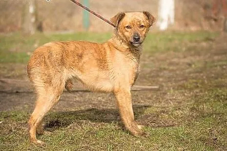 Rumba - delikata, nieśmiała suczka szuka ludzi o w