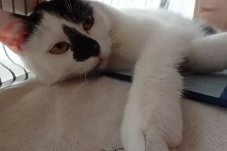Picasso- młody kociak do adopcji,  Koty pospolite 