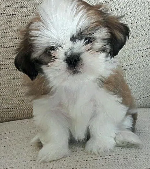 Wspaniałe szczenięta shih tzu specjalnej jakości t