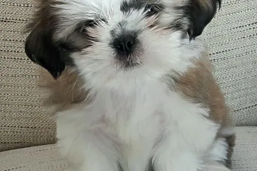 Wspaniałe szczenięta shih tzu specjalnej jakości t