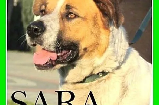 Dzieciolubna,łagodna,uratowana,duża suka SARA.Adop