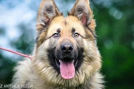 OTOZ Animals - BALTO młody psiak w typie owczarka 