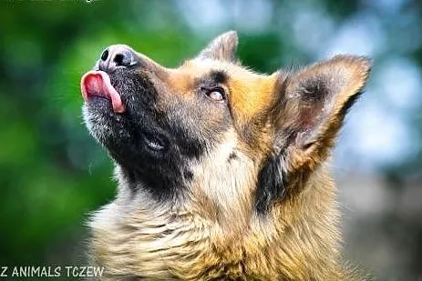 OTOZ Animals - BALTO młody psiak w typie owczarka 