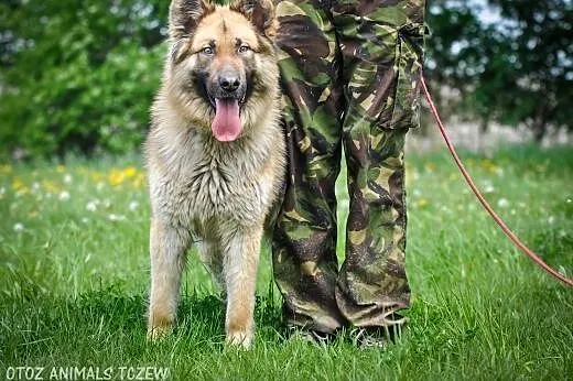 OTOZ Animals - BALTO młody psiak w typie owczarka 
