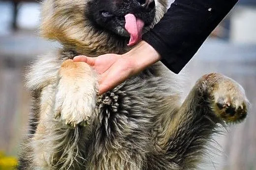OTOZ Animals - BALTO młody psiak w typie owczarka 