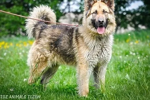 OTOZ Animals - BALTO młody psiak w typie owczarka 