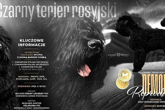 Czarny Terier rosyjski -reproduktor