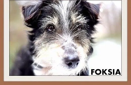 FOKSIA-mała,delikatna,łagodna suczka terier mix.AD