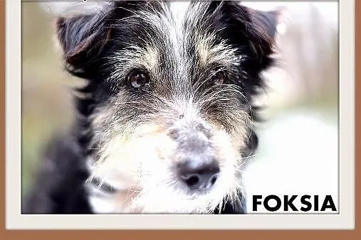 FOKSIA-mała,delikatna,łagodna suczka terier mix.AD