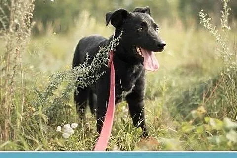 10 m-cy,12 kg,aktywny,towarzyski wesoły psiak KANT