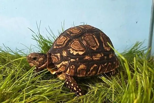 Żółw Lamparci