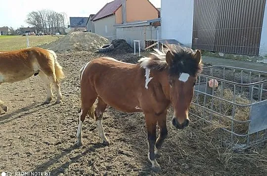 Ogier huculski, hucuł, , 