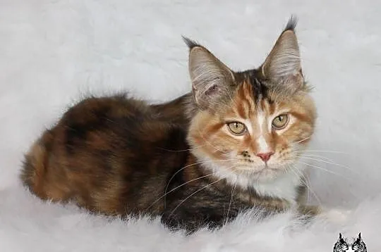 Kocięta Maine Coon - od kociego behawiorysty