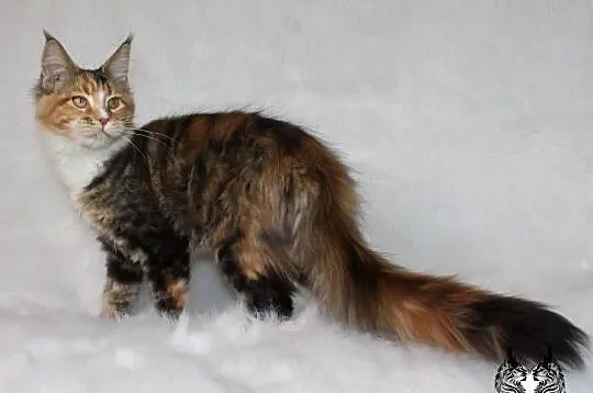 Kocięta Maine Coon - od kociego behawiorysty, Dolnośląskie, Nowa Ruda