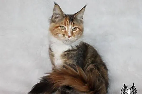 Kocięta Maine Coon - od kociego behawiorysty, Dolnośląskie, Nowa Ruda