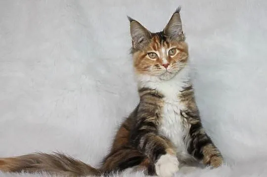 Kocięta Maine Coon - od kociego behawiorysty, Dolnośląskie, Nowa Ruda
