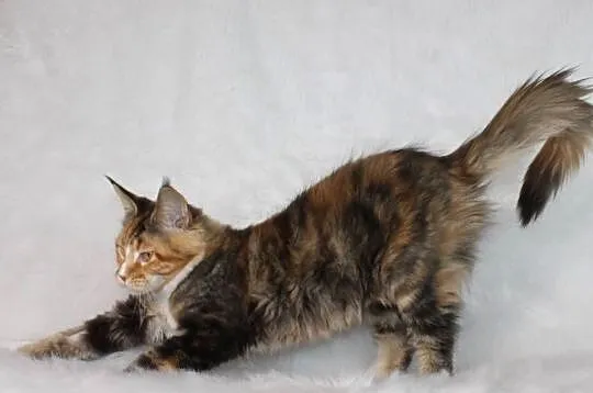 Kocięta Maine Coon - od kociego behawiorysty, Dolnośląskie, Nowa Ruda