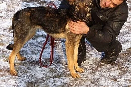 Tola łagodna suczka szuka domu!,  Kundelki cała Po