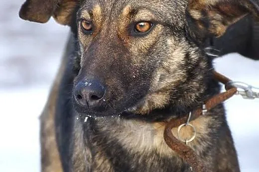 Tola łagodna suczka szuka domu!,  Kundelki cała Po