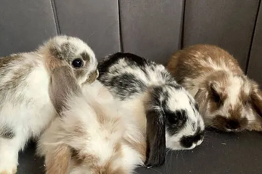 Królik miniaturka baranek mini lop, Wielkopolskie, Gniezno