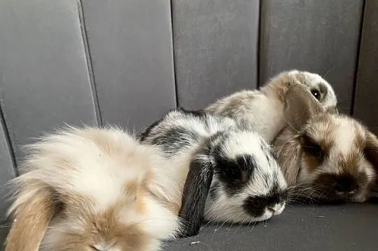 Królik miniaturka baranek mini lop, Wielkopolskie, Gniezno