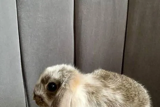 Królik miniaturka baranek mini lop, Wielkopolskie, Gniezno