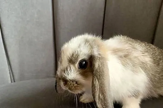 Królik miniaturka baranek mini lop, Wielkopolskie, Gniezno