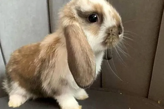 Królik miniaturka baranek mini lop, Wielkopolskie, Gniezno