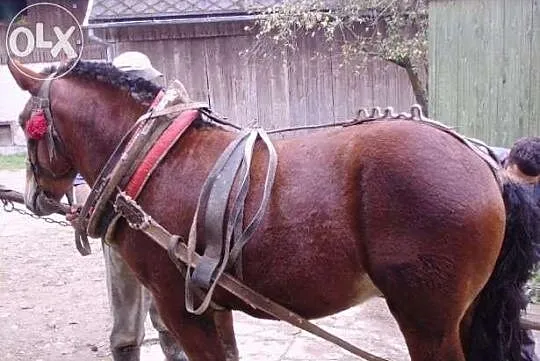 Sprzedam konia zimnokrwistego sztumskiego