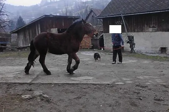 Sprzedam konia zimnokrwistego sztumskiego