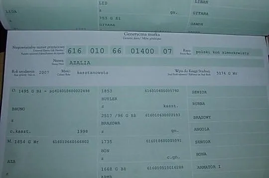 Sprzedam konia zimnokrwistego sztumskiego