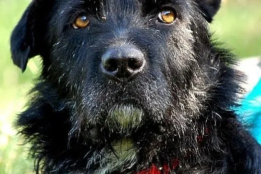 Negra - prawdziwa, wierna przyjacióla,  mazowiecki