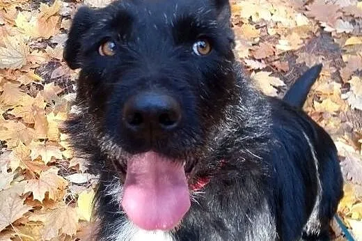 Negra - prawdziwa, wierna przyjacióla,  mazowiecki