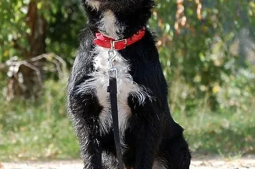 Negra - prawdziwa, wierna przyjacióla,  mazowiecki
