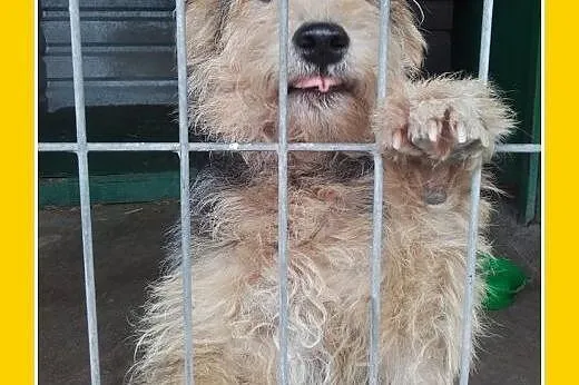 Welsh terrier,10 mies,wesoły,przyjazny piesek DŻOSZUA.Adopcja,  śląskie Katowice