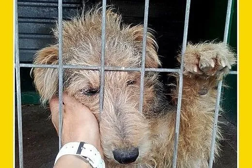 Welsh terrier,10 mies,wesoły,przyjazny piesek DŻOS