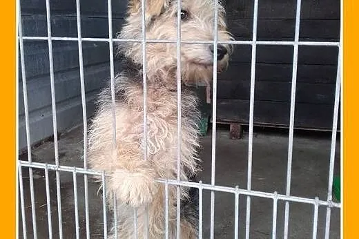 Welsh terrier,10 mies,wesoły,przyjazny piesek DŻOS