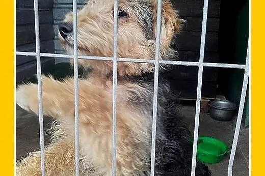 Welsh terrier,10 mies,wesoły,przyjazny piesek DŻOS