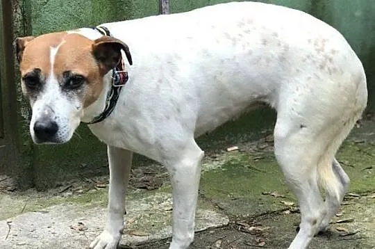 KLARA szuka kochającego domu, takiego na zawsze..., Mazowieckie, Warszawa