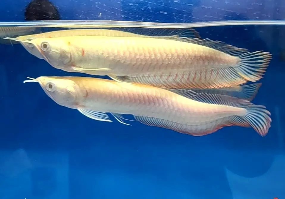 Arowana platynowa - Osteoglossum bicirrhosum - RARYTAS!!!!!!, Pomorskie, Gdańsk