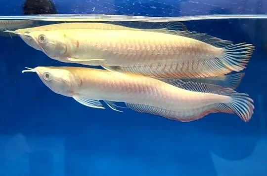 Arowana platynowa - Osteoglossum bicirrhosum - RARYTAS!!!!!!, Pomorskie, Gdańsk
