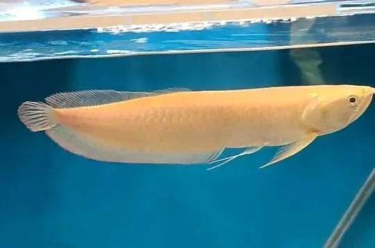 Arowana platynowa - Osteoglossum bicirrhosum - RARYTAS!!!!!!, Pomorskie, Gdańsk
