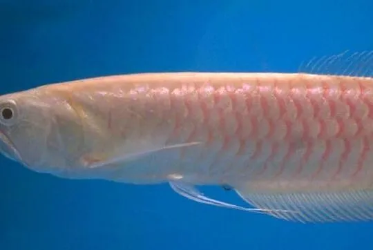 Arowana platynowa - Osteoglossum bicirrhosum - RARYTAS!!!!!!, Pomorskie, Gdańsk
