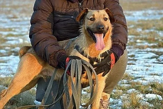 Cudny Czester czeka na Ciebie :), Warmińsko-mazurskie, Olsztyn